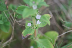 Spermacoce articularis